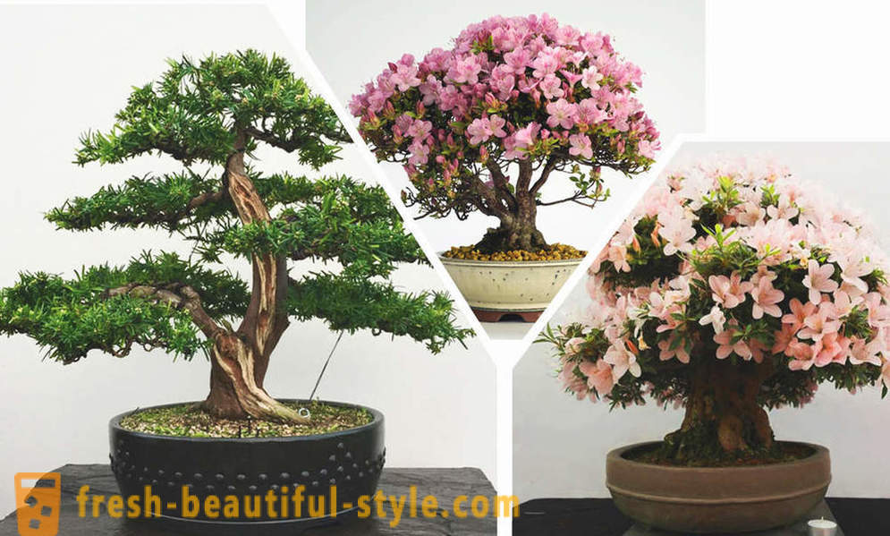 Vereenvoudig ziet, bonsai: de regels van de oostelijke stijl in het interieur