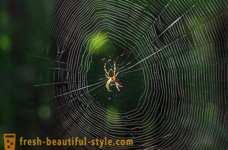 Waarom niet in de war spin in het web?