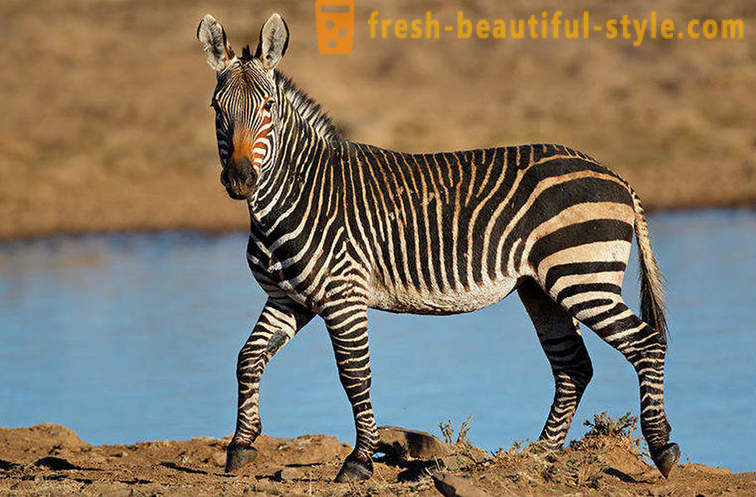 Welke kleur heeft een zebra en waarom ze strips