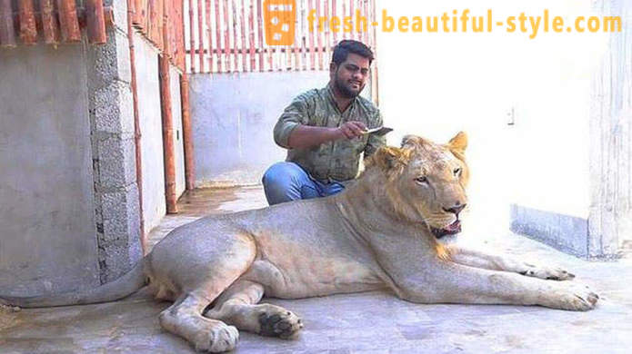 Twee broers uit Pakistan bracht een leeuw met de naam Simba