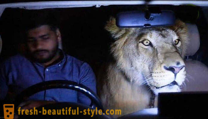 Twee broers uit Pakistan bracht een leeuw met de naam Simba