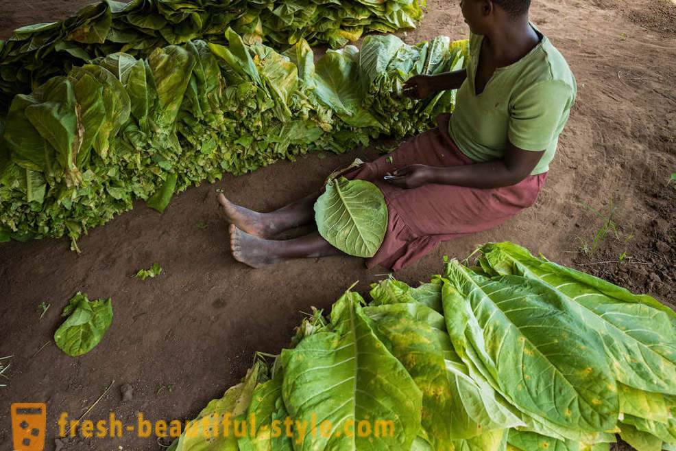 Malawiaanse tabaksplantage