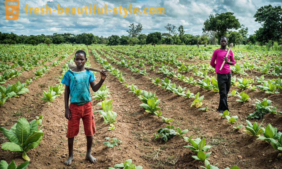 Malawiaanse tabaksplantage