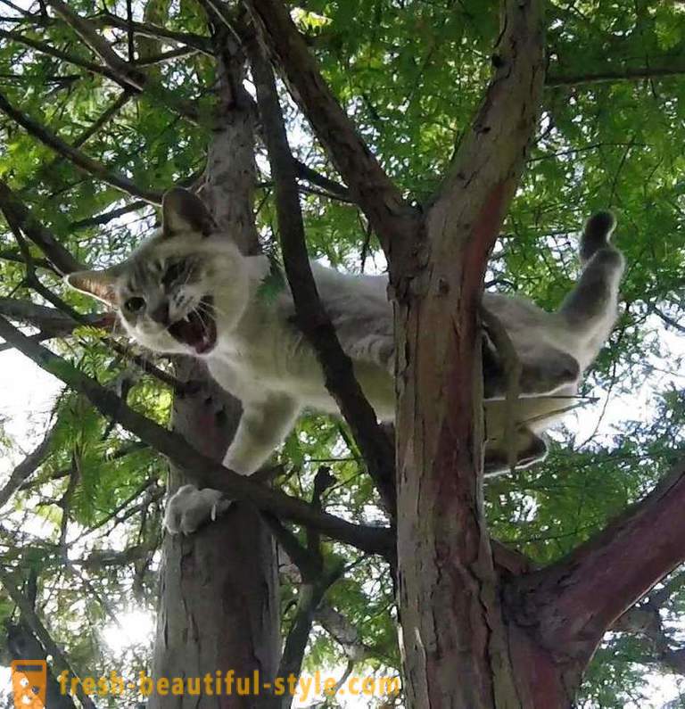 Amerikaanse gepensioneerden, bomen klimmen, redt katten