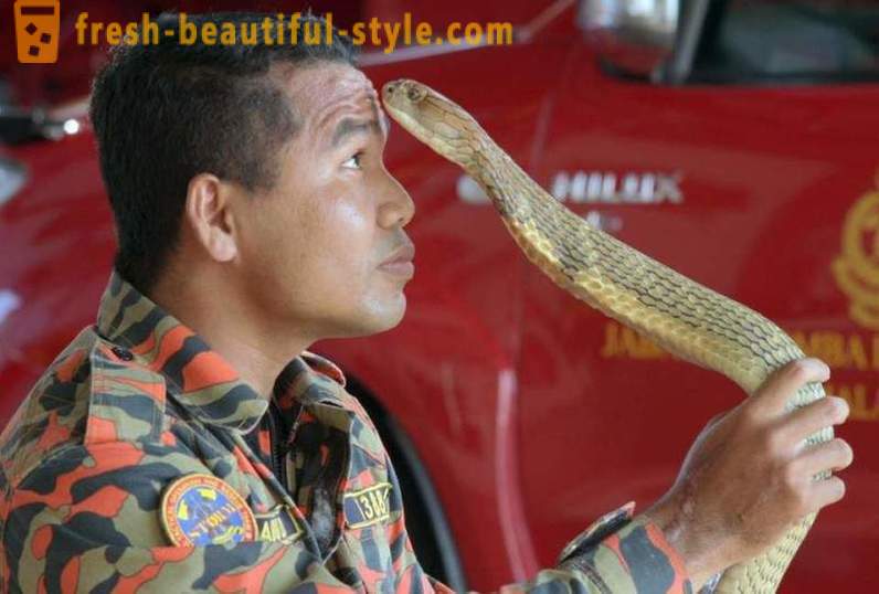 De beroemde temmer van cobra's overleden aan de beet