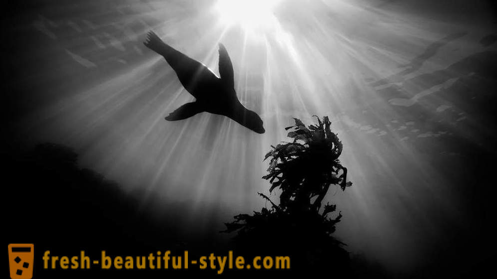 Incredible beelden van onderwaterfotografie winnaars van de wedstrijd