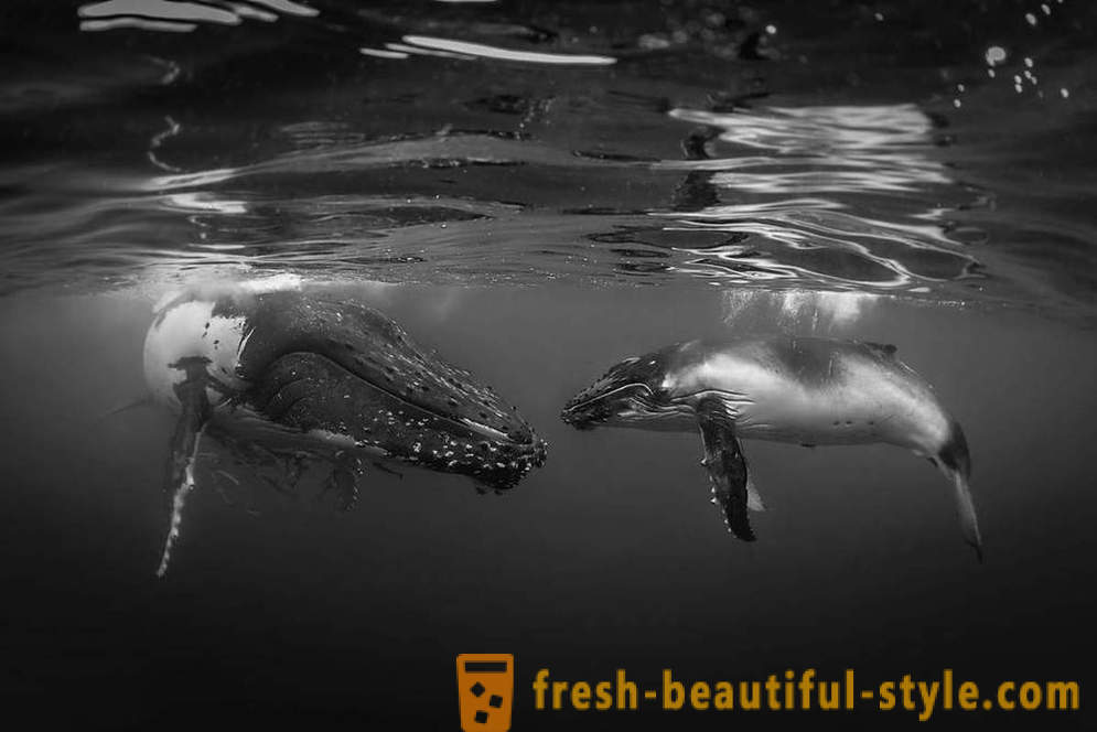 Incredible beelden van onderwaterfotografie winnaars van de wedstrijd