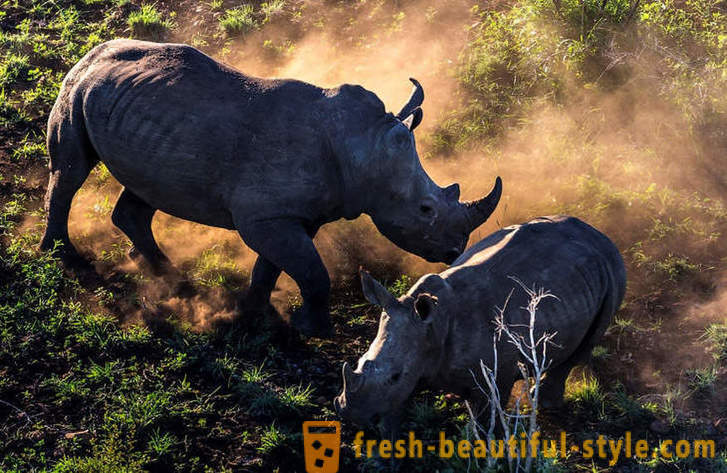 Fotorassledovanie: De jacht op rinoceroshoorn