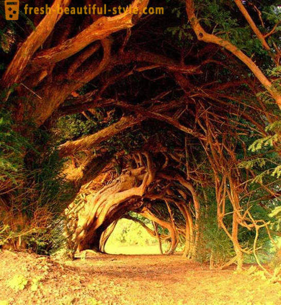 De meeste interessante tunnels van de bomen