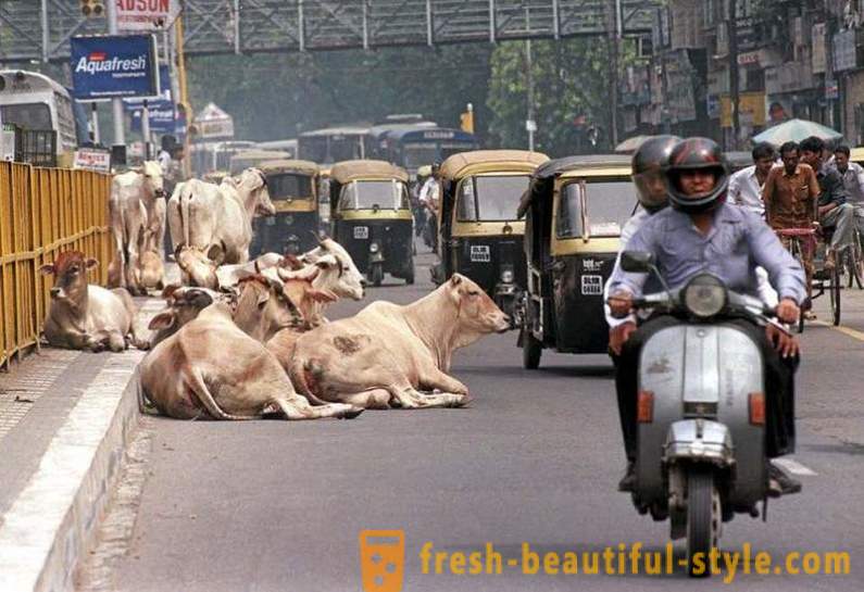 Stray koeien - een van de problemen van India
