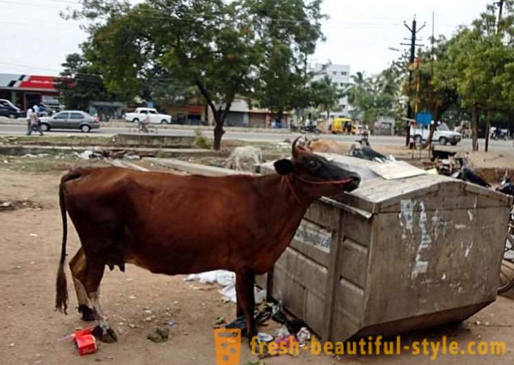 Stray koeien - een van de problemen van India