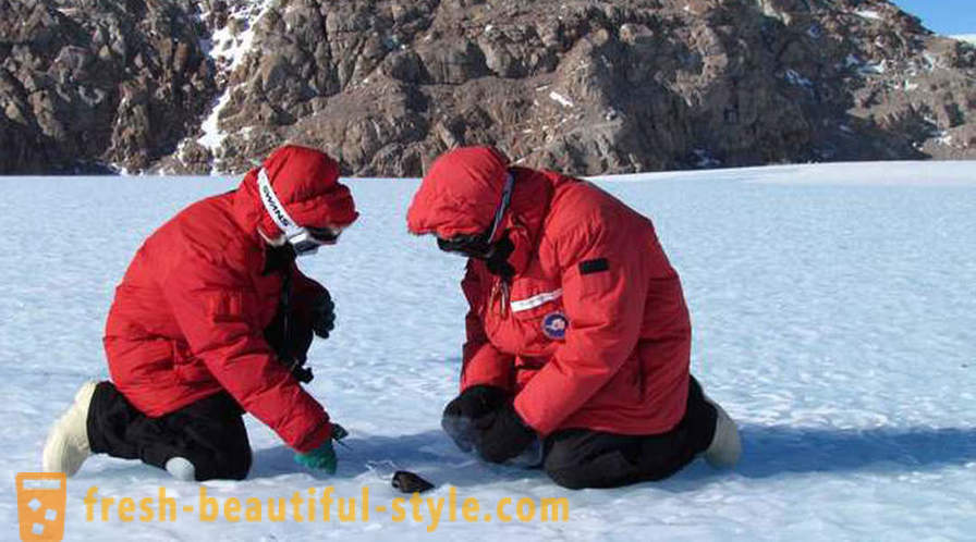Wat is er zo schokkend, wetenschappers vonden in Antarctica