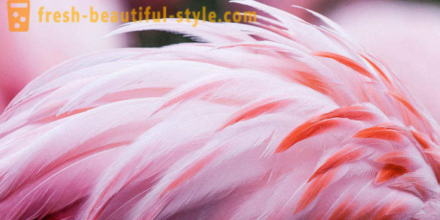 Flamingo - enkele van de oudste soorten vogels