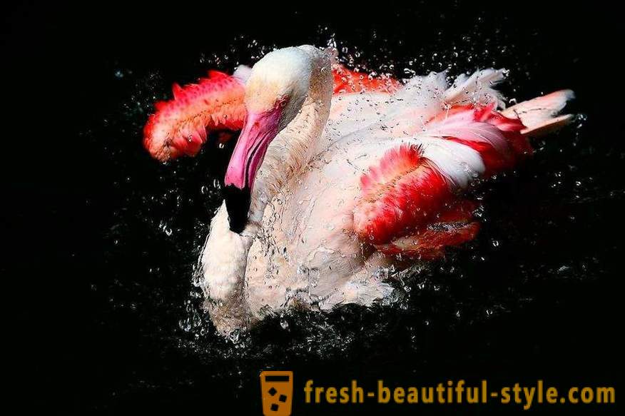 Flamingo - enkele van de oudste soorten vogels