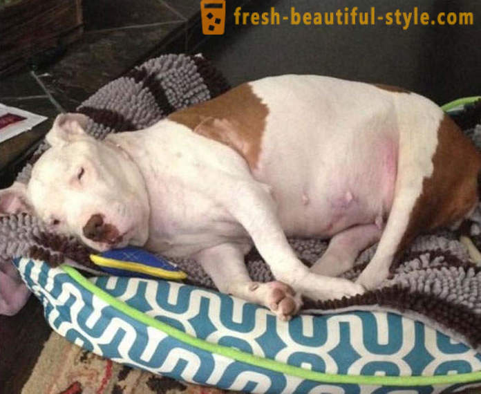 Sterven pit bull: een triest verhaal met een happy end