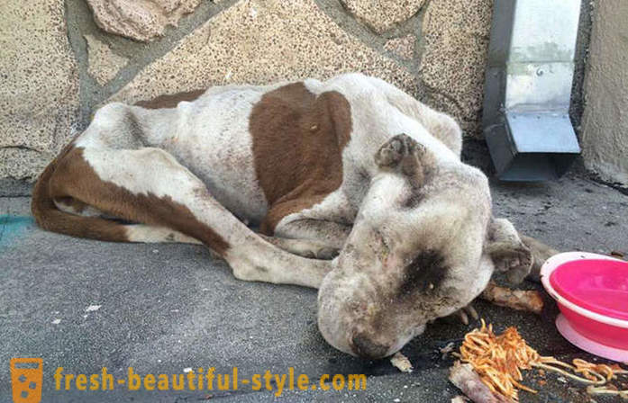 Sterven pit bull: een triest verhaal met een happy end