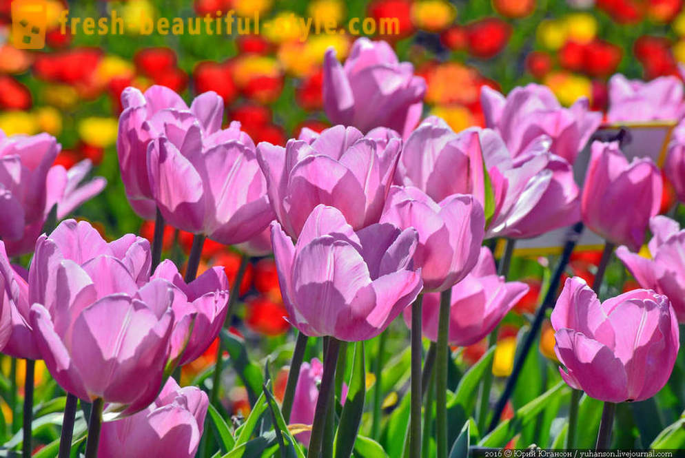 Beauty Krim tulpen in de Nikitsky tuin