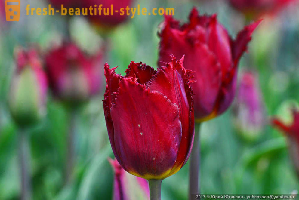 Beauty Krim tulpen in de Nikitsky tuin