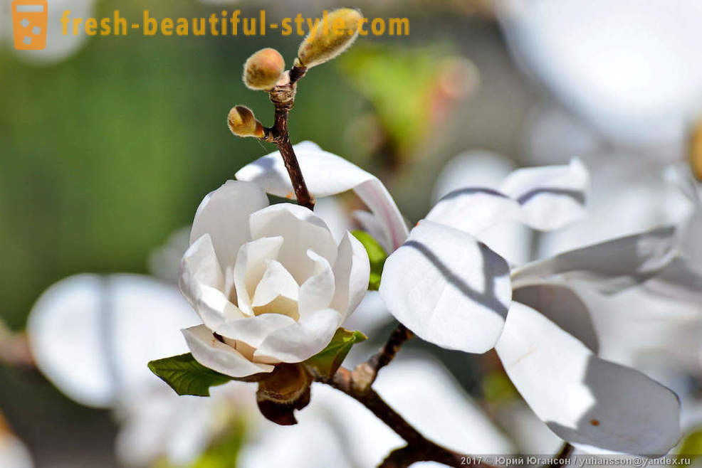 Mooie bloeiende magnolia Krim