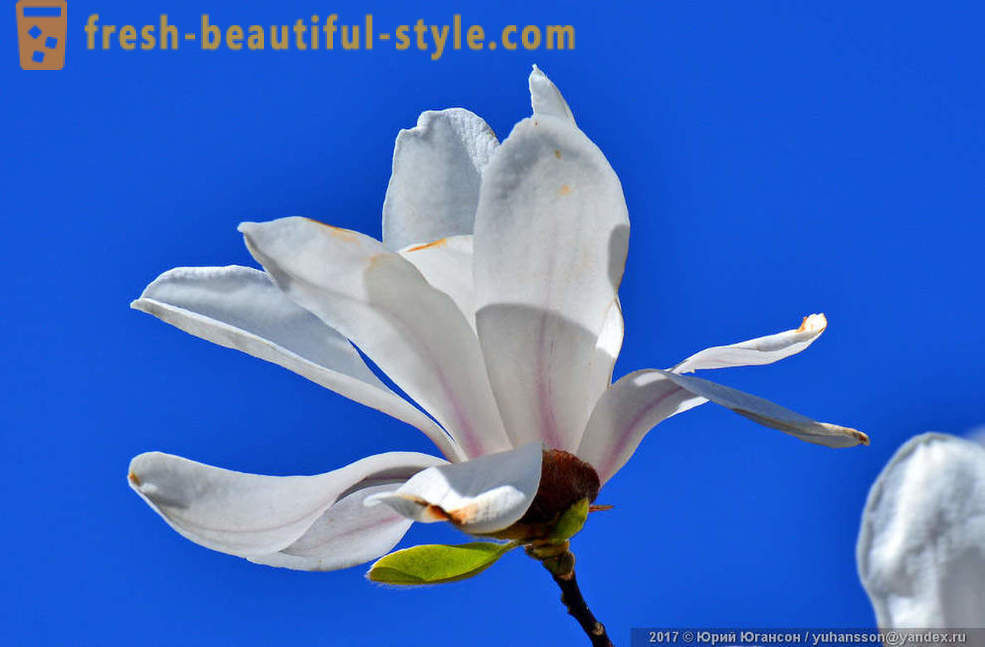 Mooie bloeiende magnolia Krim