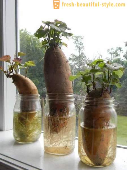 15 groentegewassen die kunnen worden geteeld op een vensterbank thuis