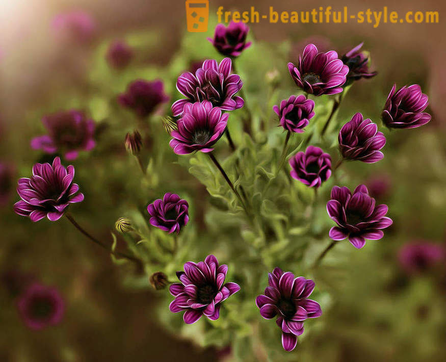 De schoonheid van bloemen in macro fotografie. Prachtige foto's van bloemen.