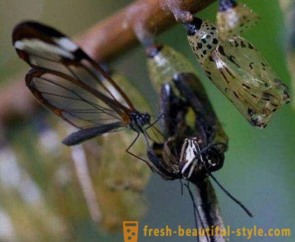 Incredible vlinder Sesiidae