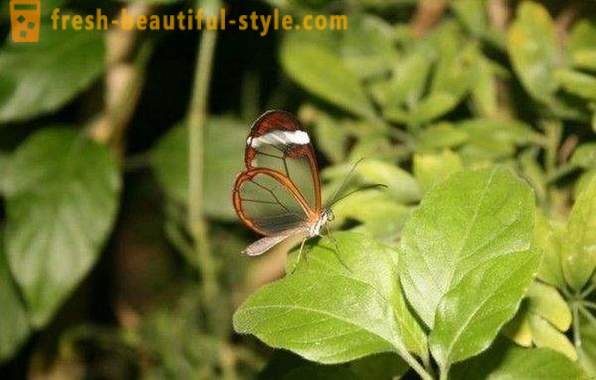 Incredible vlinder Sesiidae