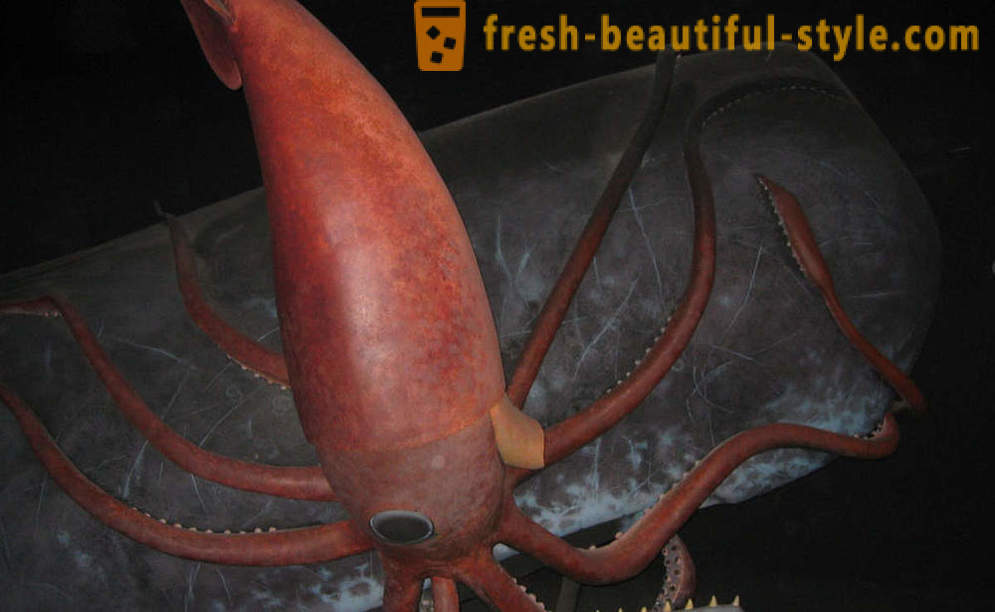 Kraken: de echte horror uit de diepten