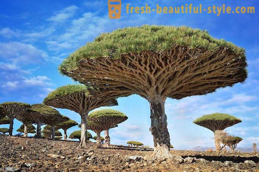 Heldere en ongebruikelijke bomen uit de hele wereld