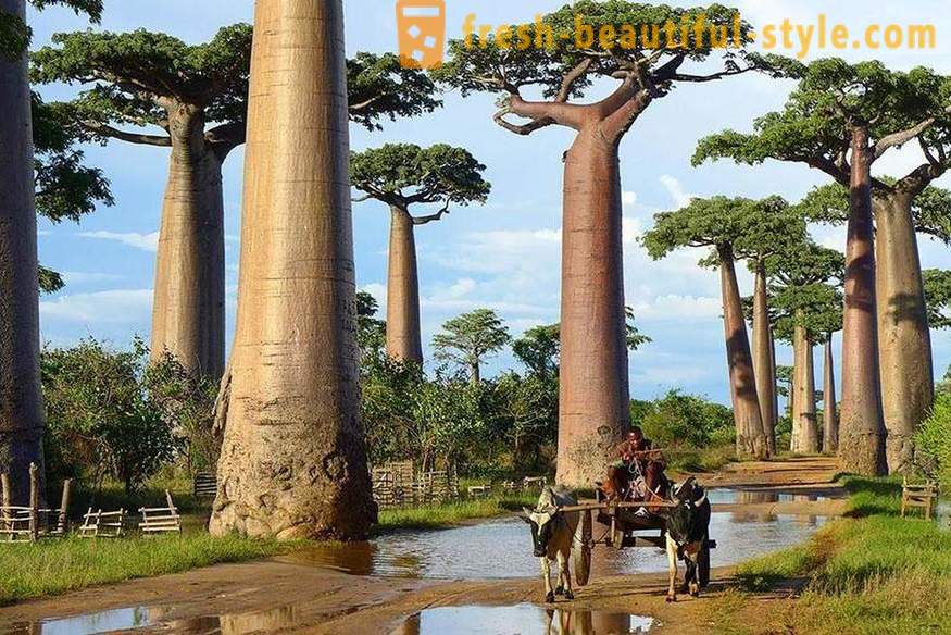 Heldere en ongebruikelijke bomen uit de hele wereld
