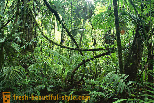 Amazon - natuurlijke wonder van de wereld