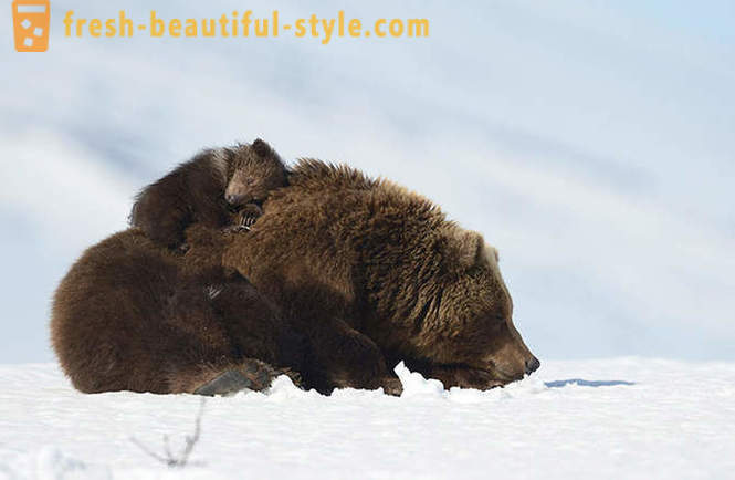 Of misschien niet uniek voor de Russische film van de beer familie zijn?