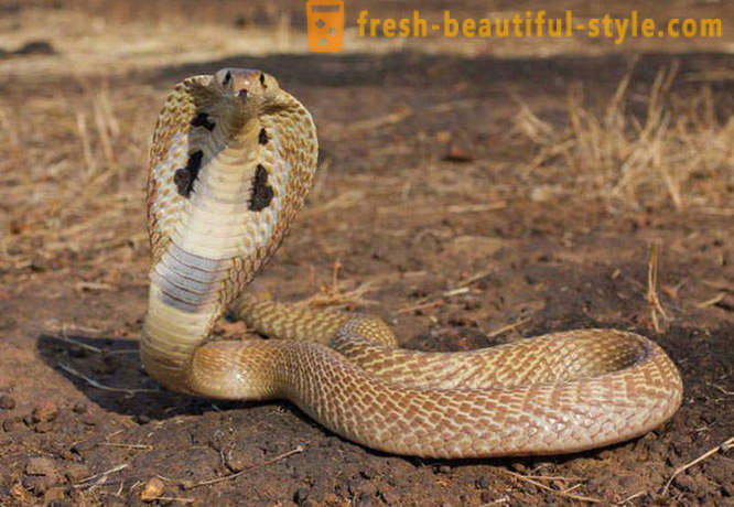 De meest gevaarlijke slangen in de wereld