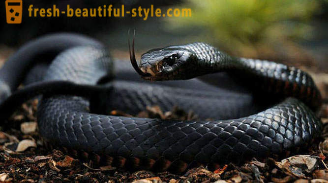 De meest gevaarlijke slangen in de wereld