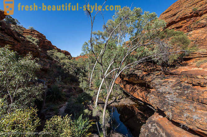 Loop door de Kings Canyon in Australië