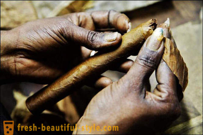 Het proces van het creëren van de beste van de Cubaanse sigaren