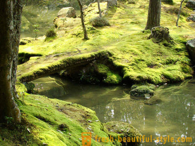 Moss tuin in Japan