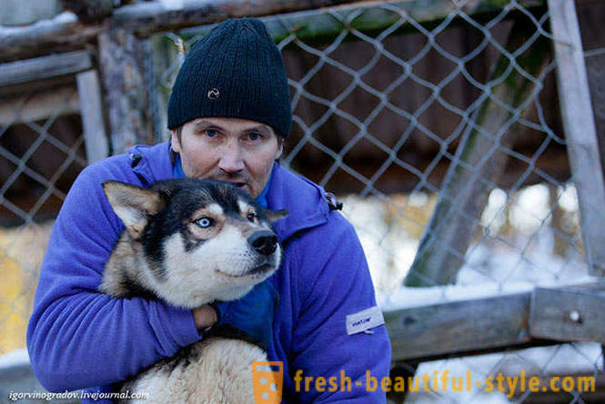 Op zoek naar de Kerstman in rendieren Siberische husky