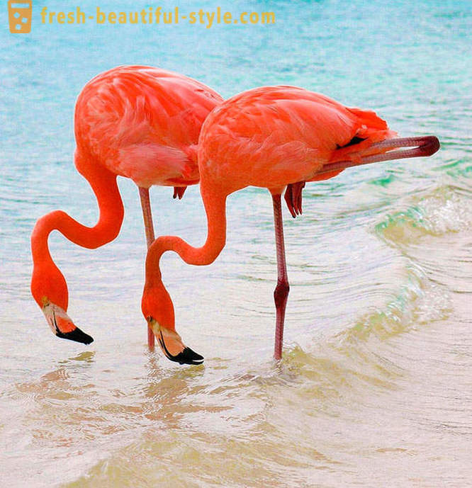 Land van roze flamingo