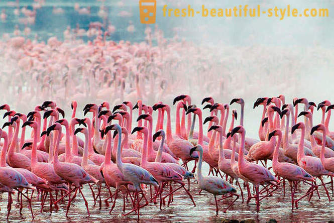 Land van roze flamingo