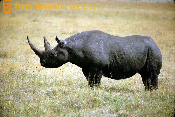 De grootste landdier ter wereld