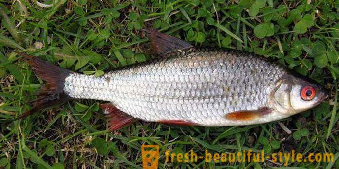 Roach - vis van de karper familie. Beschrijving en foto. Hoe de voorn vangen?