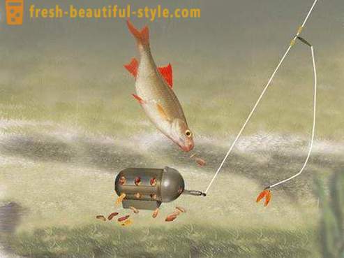 Roach - vis van de karper familie. Beschrijving en foto. Hoe de voorn vangen?