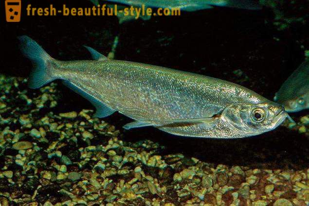 Waar de gebruikelijke vis sabrefish? Hoe te vissen sabrefish koken?