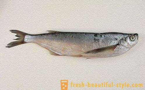 Waar de gebruikelijke vis sabrefish? Hoe te vissen sabrefish koken?