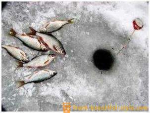 Roach vissen in de winter. Tackles voor voorn winter vangen