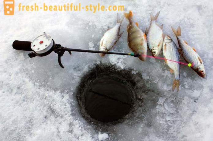 Roach vissen in de winter. Tackles voor voorn winter vangen
