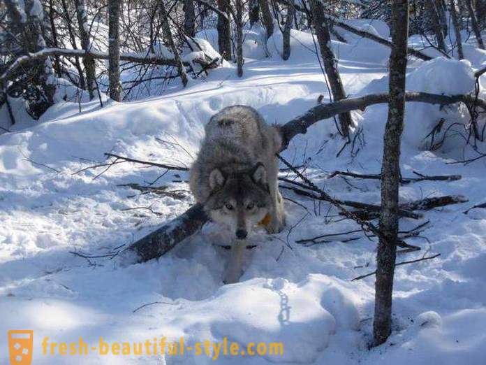 Wolf jacht. Methoden voor de jacht op wolven