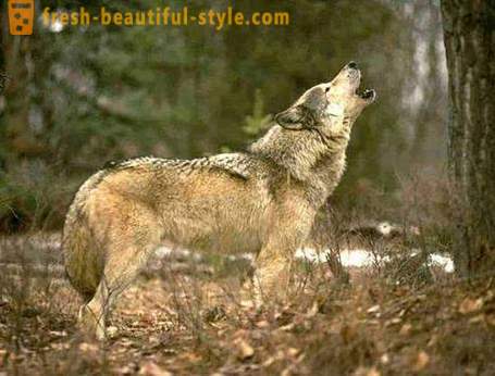 Wolf jacht. Methoden voor de jacht op wolven